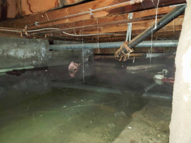 Best Sewage cleanup and water damage restoration  in Dayton, NV